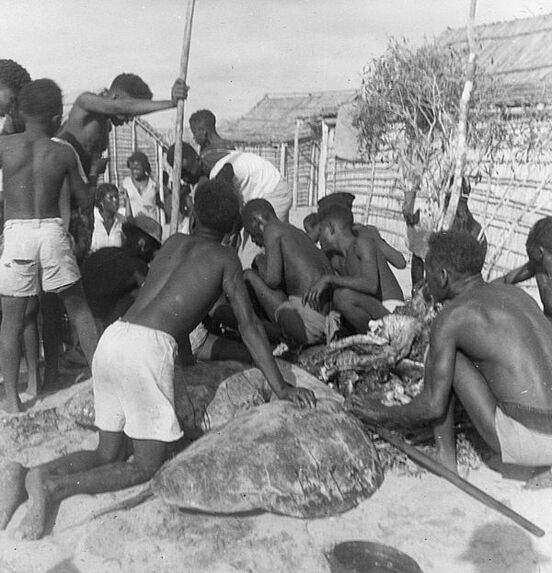 Installation des carapaces de tortues devant l'autel