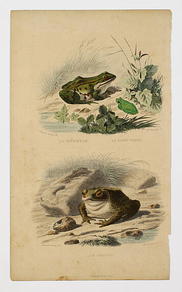 La Grenouille - La Raine-verte - Le Crapaud