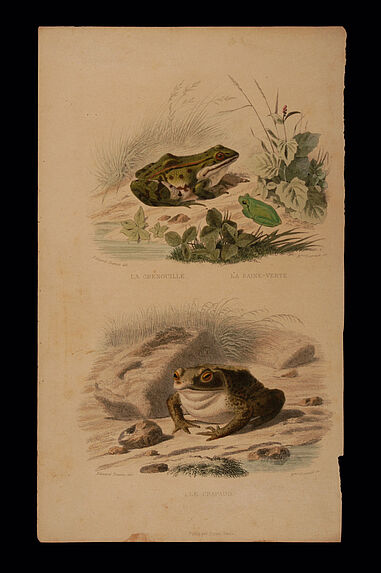 La Grenouille - La Raine-verte - Le Crapaud