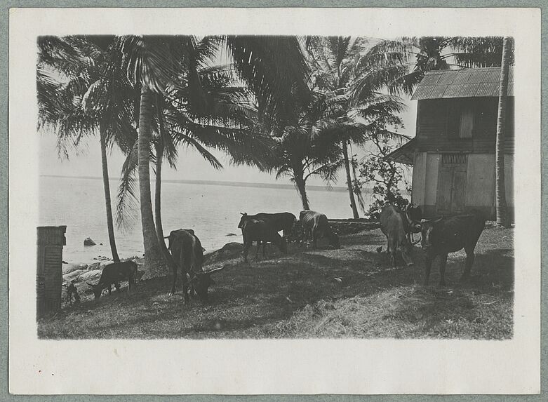 Guyane ; Paturage sous les cocotiers