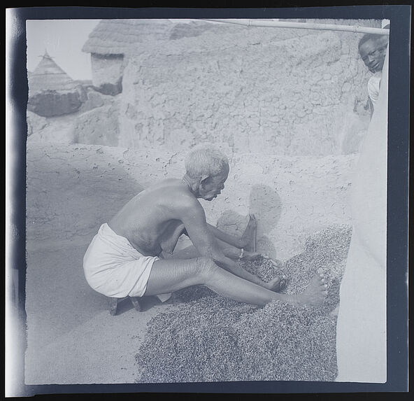 Vieille femme examimant le degré de germination du mil