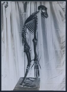 Squelette de gorille