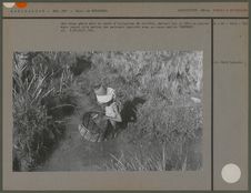 Une femme pêche dans un canal d'irrigation de rizière