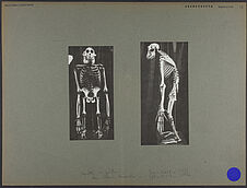 Squelette de gorille, profil