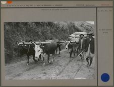 Transport du riz après la récolte