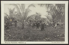 Mission plantation, Rubiana