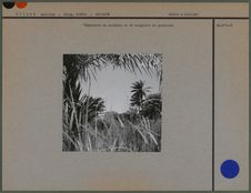 Végétation de palmiers et de manguiers