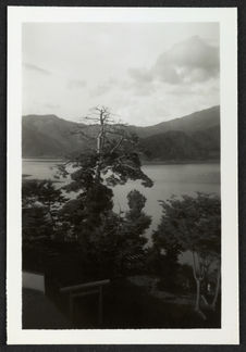 Lac Kawaguchi, arbre à l'Est