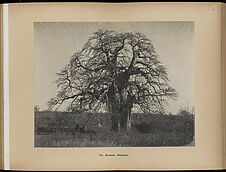 Un baobab (Sénégal)