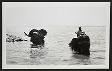 Moulmein, elefanti al bagno