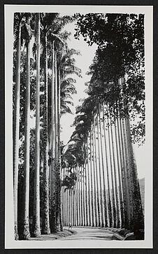 Kandy, viale di palme, Giardino Botanico