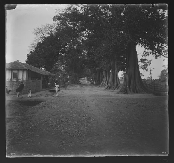 Sans titre [allée bordée d'arbres]