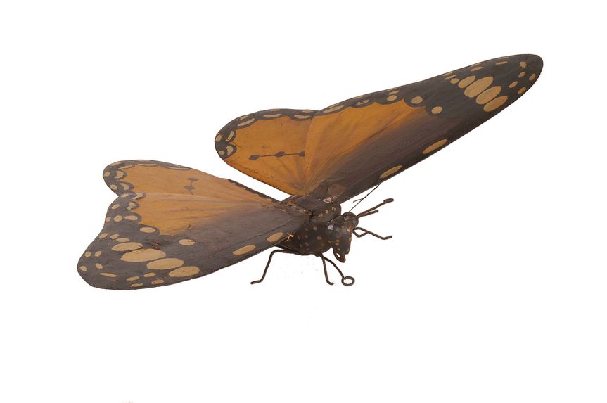 Reproduction d'un papillon malgache