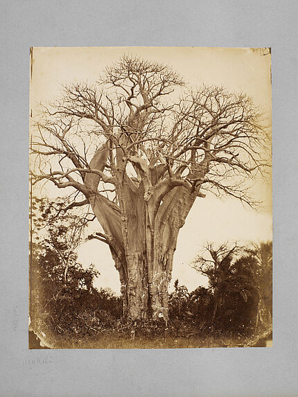 Baobab à l’île Mohéli