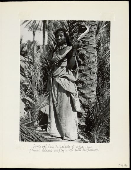 Sur le vif dans la palmeraie d'Akka, une femme harratin employée à la taille des palmiers