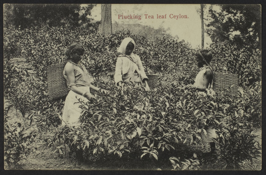 Plucking Tea leaf Ceylon