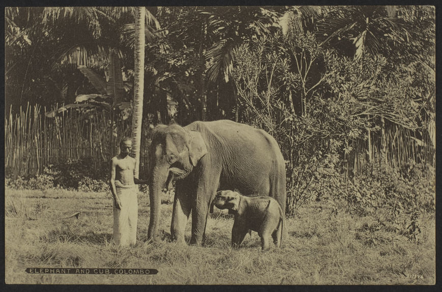 Elephant and cub, Colombo