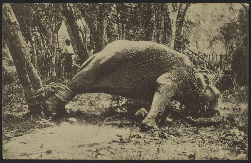 A struggling Elephant