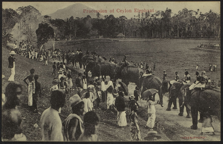Procession of Ceylon Elephant