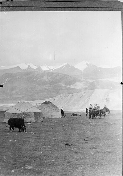 Campement Kirghiz et jeune yak