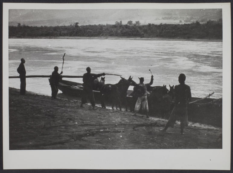 Embarquement des bêtes de la caravane sur le bac