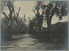 Une allée de tamariniers après un cyclone