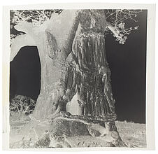 Cicatrices de prélèvement d'écorce de baobab
