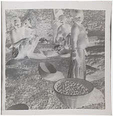 Triage des noix de karité