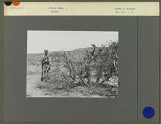 Acacia mutilé par les bergers