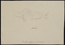'Trigla polyommata Richardson'