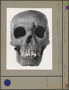 Moulage du crâne de Moustier, n. facialis