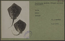 Pastenague marbrée (Trigon pstinaea marmorata)