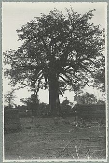 Route de Sameso à Kobala. Un  baobab au milieu des ruines