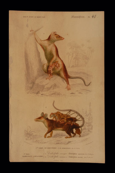 Marsupiaux carnassiers