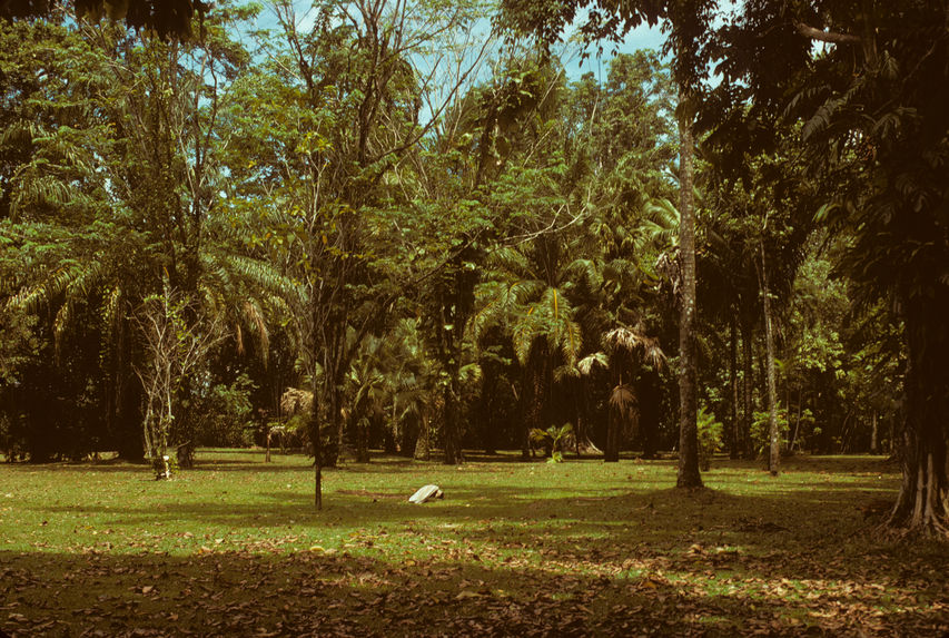 Nouvelle-Guinée. Lae. Jardin botanique