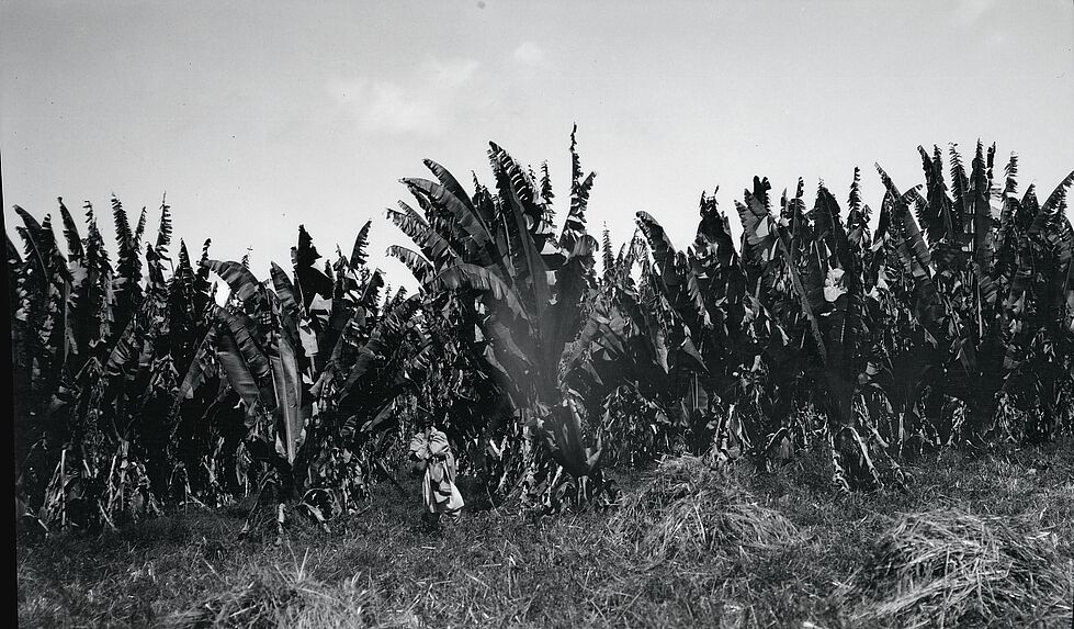Plantation d'ensat dans le pays Gouragué