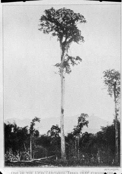 Un upa (antiaris) arbre qui fournit le poison