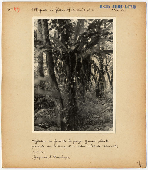 Végétation du fond de la gorge, grande plante parasite sur le trone d'un arbre