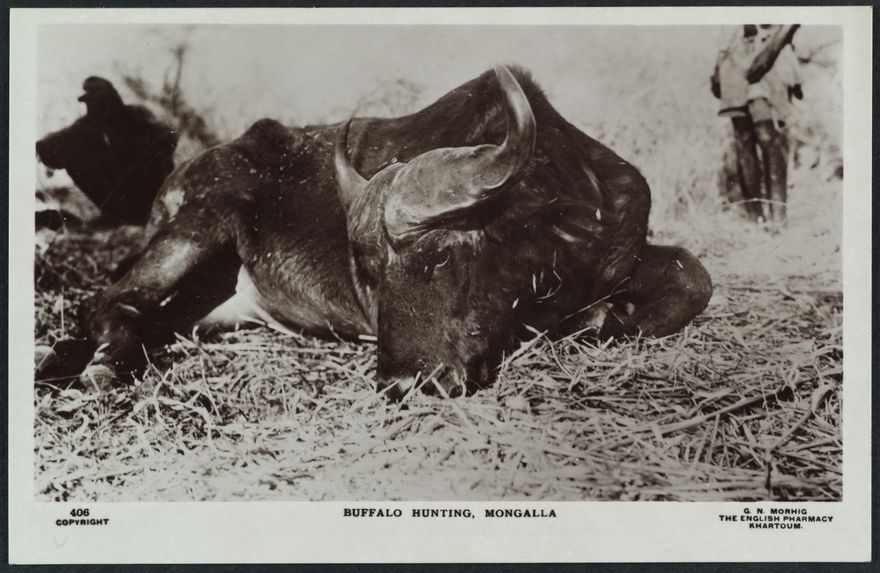 Buffalo hunting, Mongalla