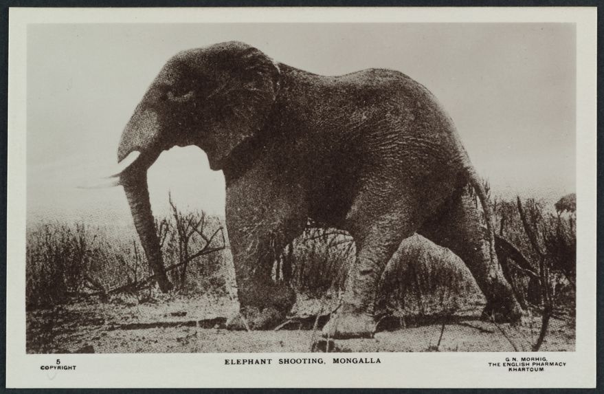 Elephant shooting, Mongalla