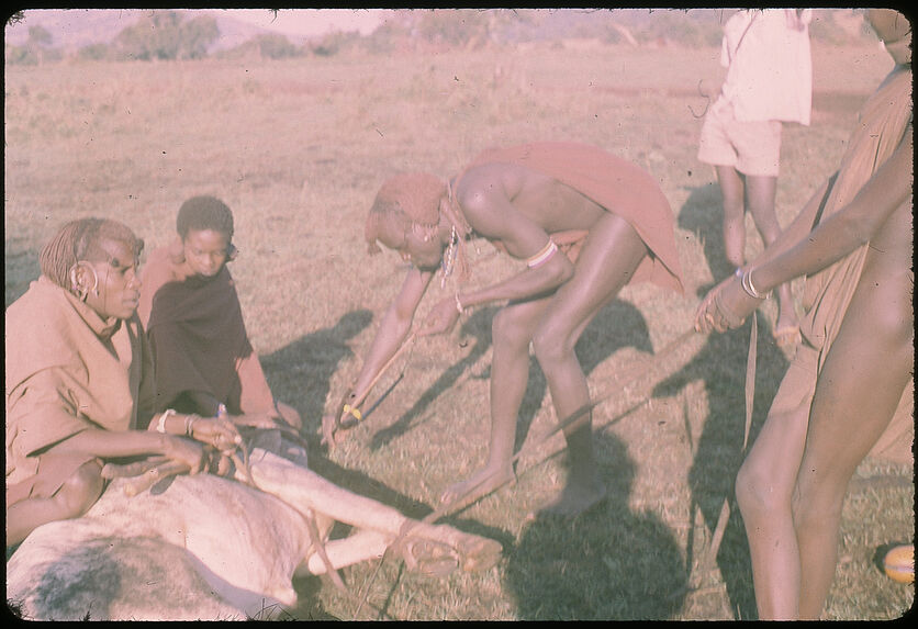 Sans titre [guerriers maasaï au côté d'un animal abattu]