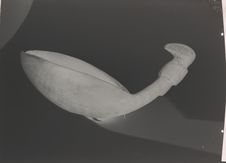Cuiller en corne sculptée, manche en forme de tête d'oiseau