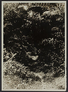 La forêt (Mission IFAN Dekeyser-Holas au Libéria en 1948)