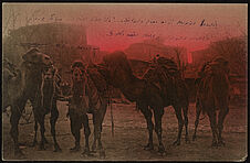 Les chameaux de la place Sultan Mehmed